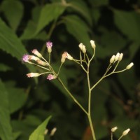 Cyanthillium hookerianum (Arn.) H.Rob.